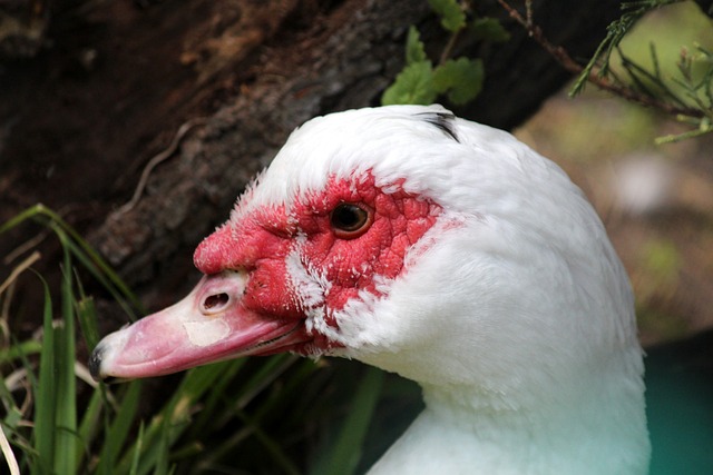 枪手未到躺 枪手未到躺