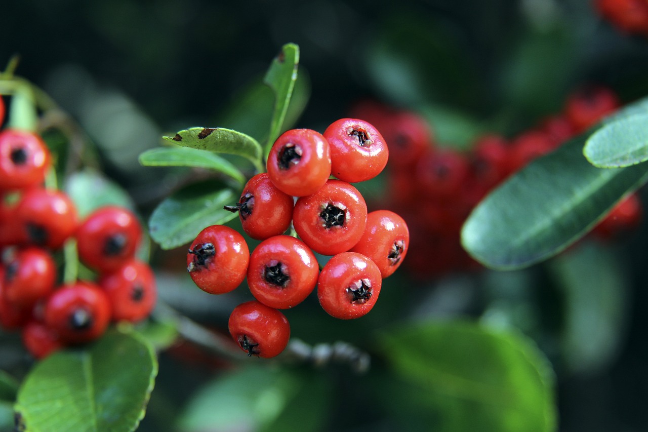 VP的有力 VP的有力